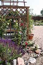 May Night Sage & Climbing Rose