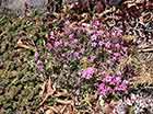 Pink Creeping Phlox