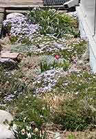 Lavender Phlox & Tulip