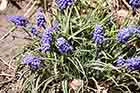 Grape Hyacinth