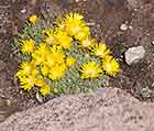 Yellow Ice Plant