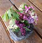 Lilacs & Apple Blossoms