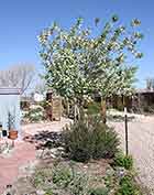 Canada Chokecherry