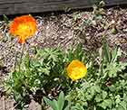 Icelandic Poppies