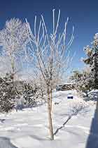 Frosted Trees