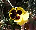 Last Pansy