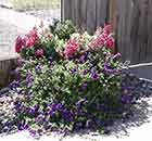 Petunias & Snapdragons