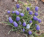 Grape Hyacinth