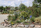 Cinquefoil, Perennial Larkspur, & Poppies