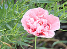 Peony Poppy