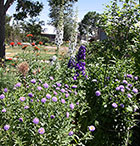 Red Maltesse Cross, White & Purple Delphenium, Lavender Tickseed