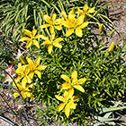 Yellow Lillies