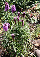 Liatris