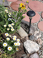 New Shasta Daisy & Yellow Gloriosa Daisy