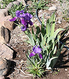 New Purple Iris
