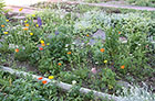 Icelandic Poppies, Ox-eye Daisies, Purple Lupine, Snow in Summer