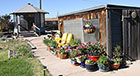 Protecting Pots in Front of Woodshed