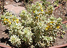 Variegated Yellow Loosestrife