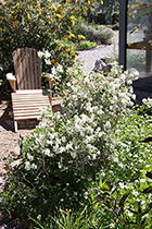 Yellow Shrub Rose, Mock Orange, & Meadow Anemone