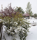 Currant & Crabapple in Mid May Snow