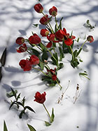 Red Tulips