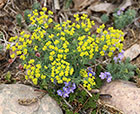 Cushion Spurge