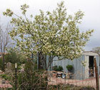 Canada Chokecherry