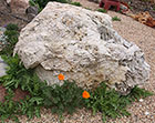 1st California Poppies