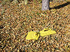 Yellow Helping Hands Help With Fall Cleanup