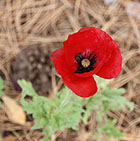 A Last Shirley Poppy