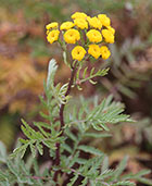 Yellow Tansy