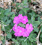 Perennial Verbena