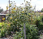 Sunflowers That Reseeded