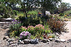 Fall! Mostly Asters and Autumn Joy