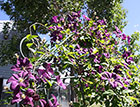 Purple Clematis