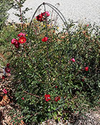 Hardy Red Rose