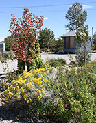 New Autumn Blaze Maple & Rabbitbrush