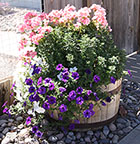 Deer Resistant Planter - Geramium & Petunias