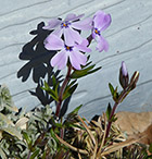 First creeping phlox (and flower) of the season