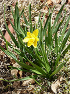 Short daffodil