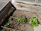 Volunteer lettuce in cold frame