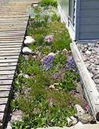 Creeping phlox & snow in summer