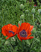 Oriental poppies