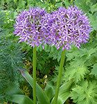 Alium