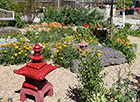 California poppies