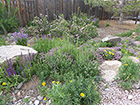 Wild pink roses, soapwort, penstemon, & California poppies