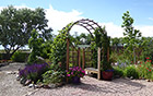 Trellis arch: purple salvia, potted geranium, Shirley poppies