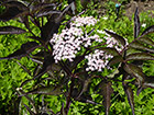 Nine bark shrub