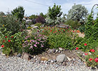 Geezer garden: shirley poppies, red yarrow