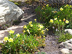 Missouri primrose